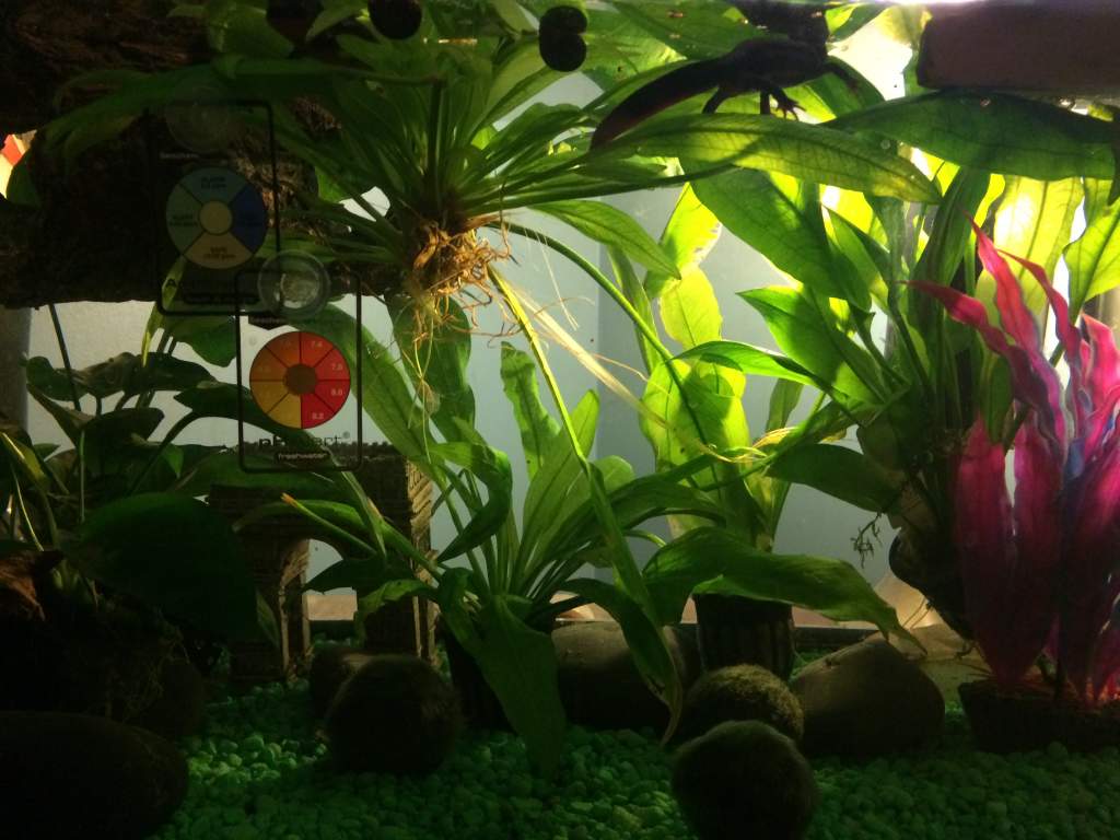 newt tank setup
