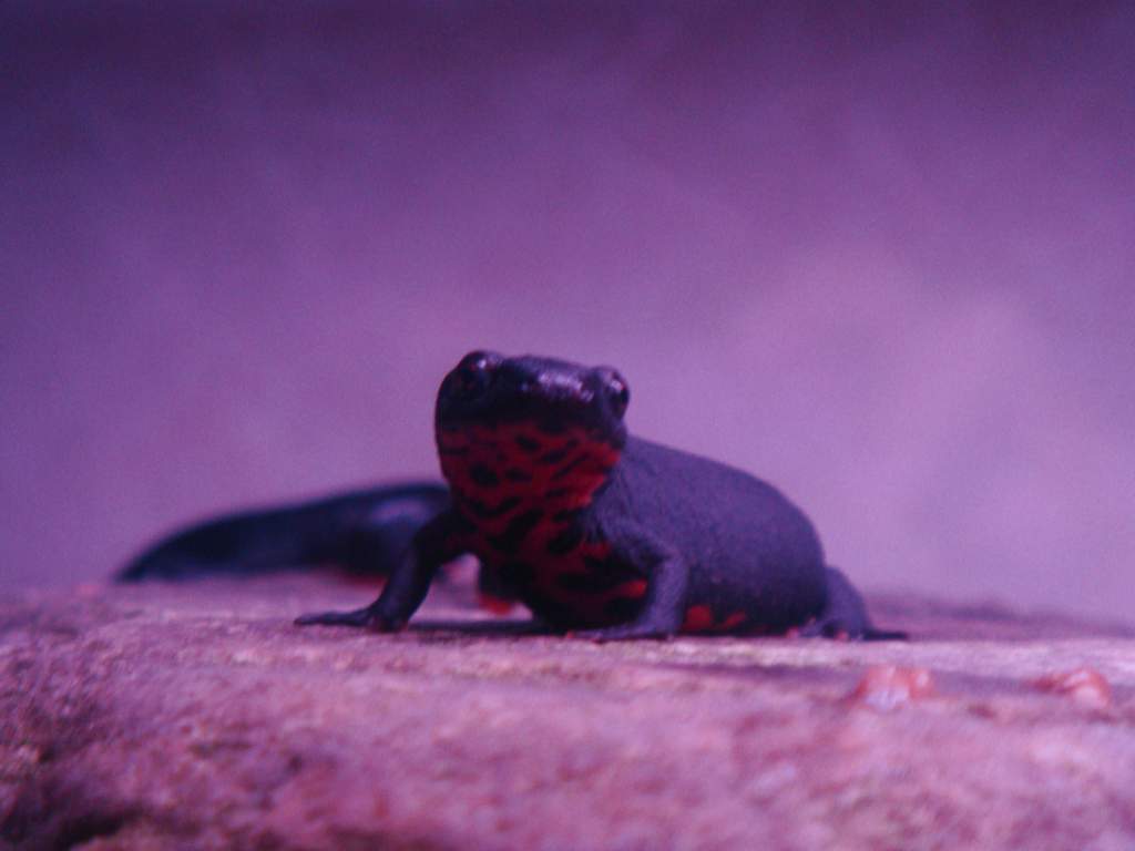 newt - tfhe name my grandson suggested when I asked him to name my newt. The other one is newty!!