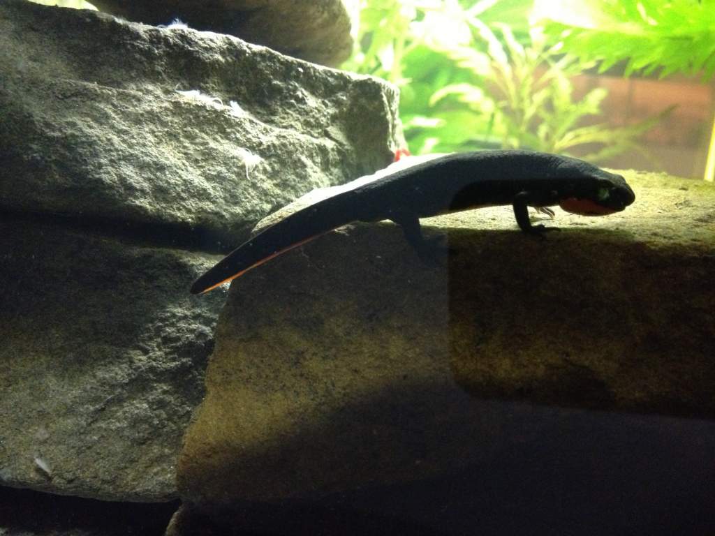 Newt with fat/swollen throat?