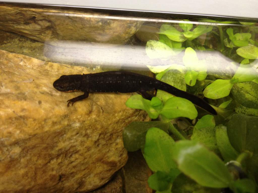 Newt with small white dots along its back