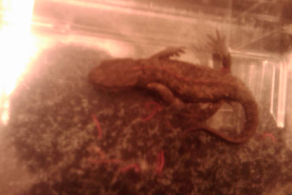 Newt with worms