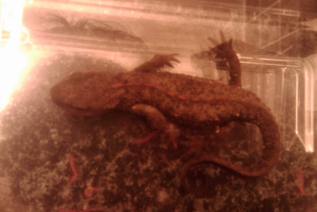 Newt with worms