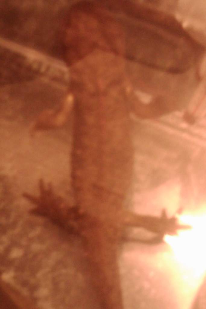 Newt