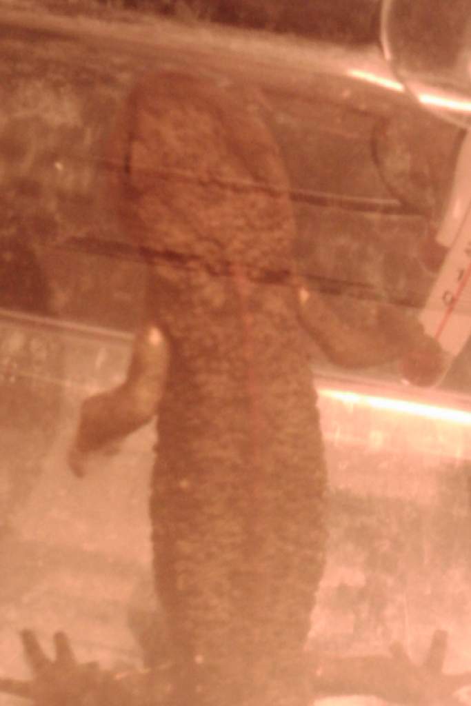 Newt