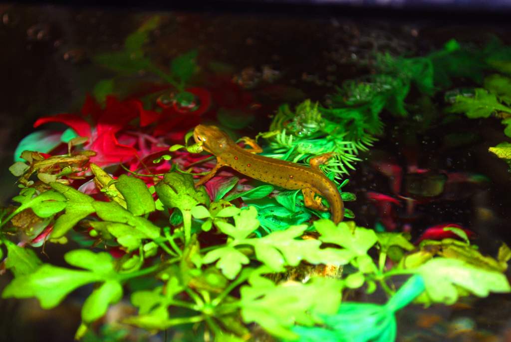 Newt
