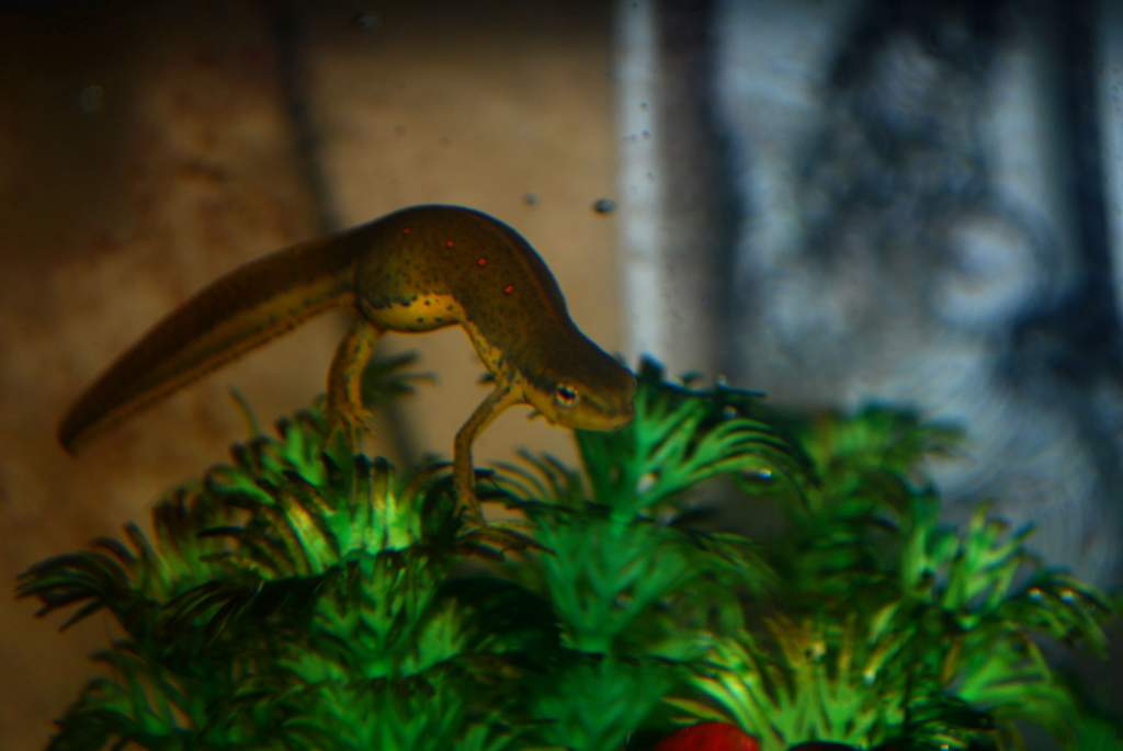 Newt