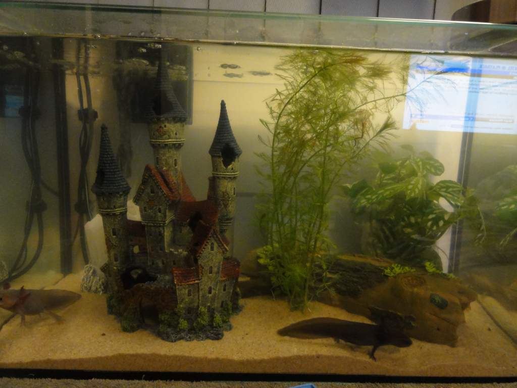 newtanksetup