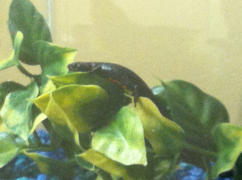 Newton Exploring her new tank.