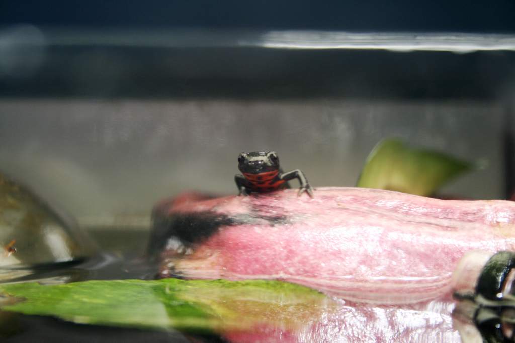 Newton(M) hangin on his bachelor pad