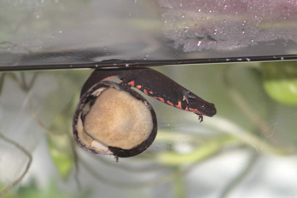 Newton Playing on Mr. Snail  He kept going off and swimming back to him like it was home base while doing laps.