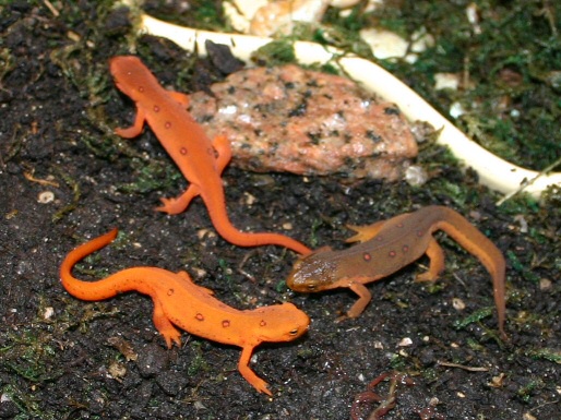 Newts 2009 033 small