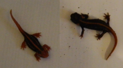 Newts