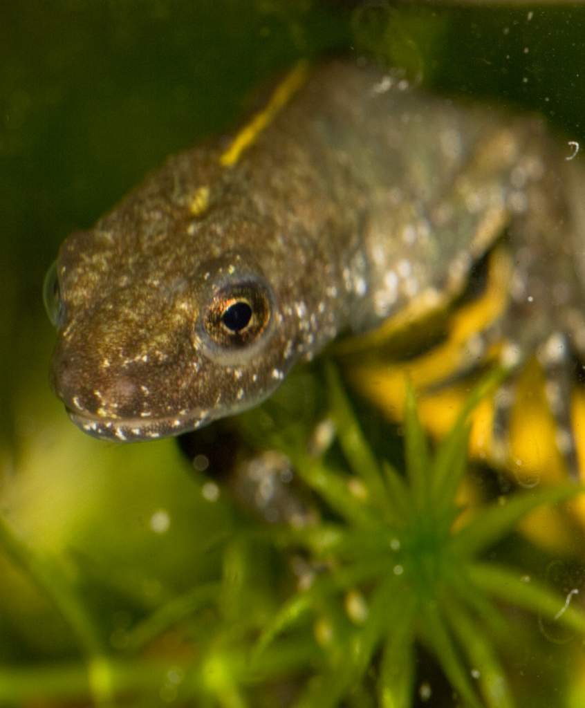 Newts15