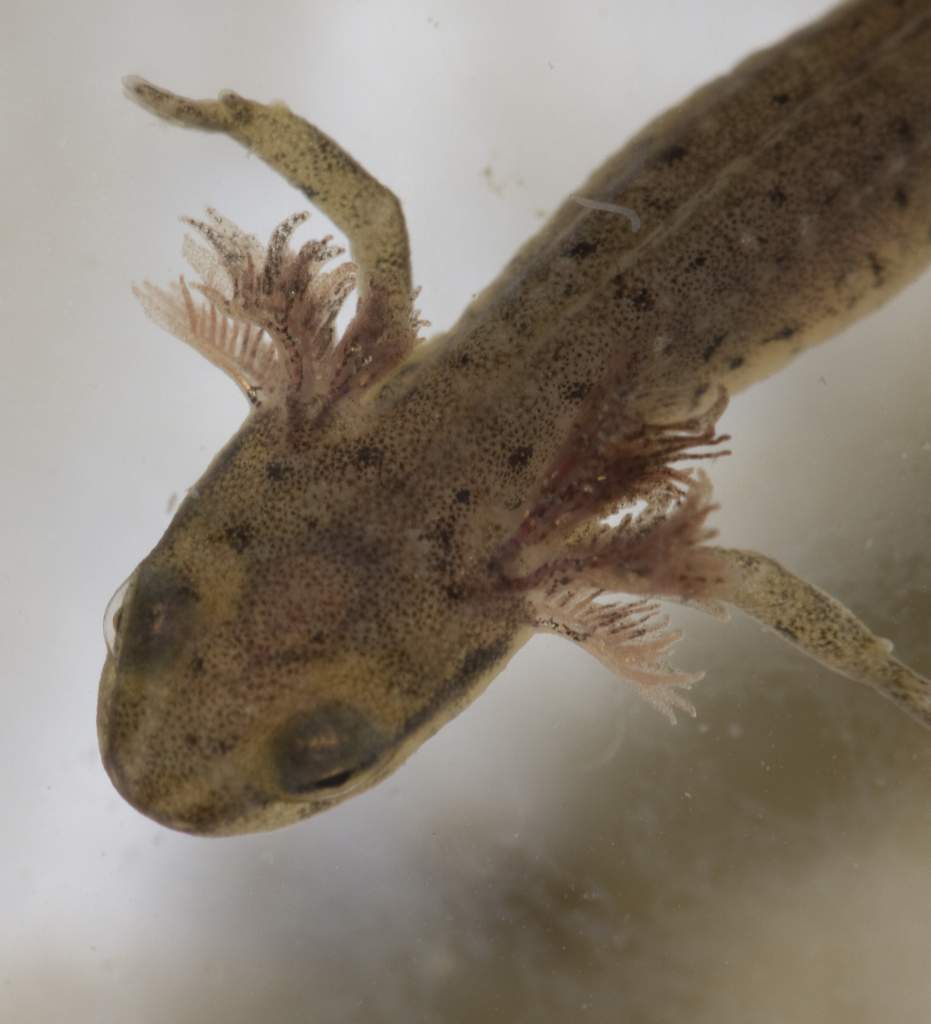 Newts23