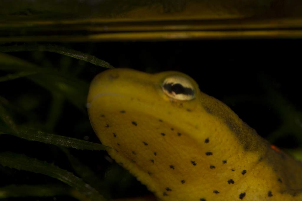 Newts3