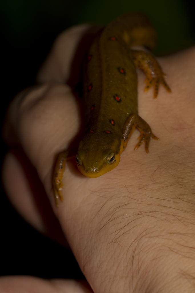 Newts31