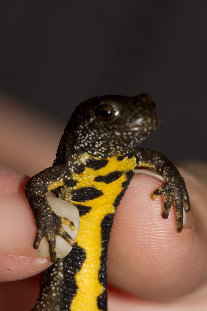 Newts45