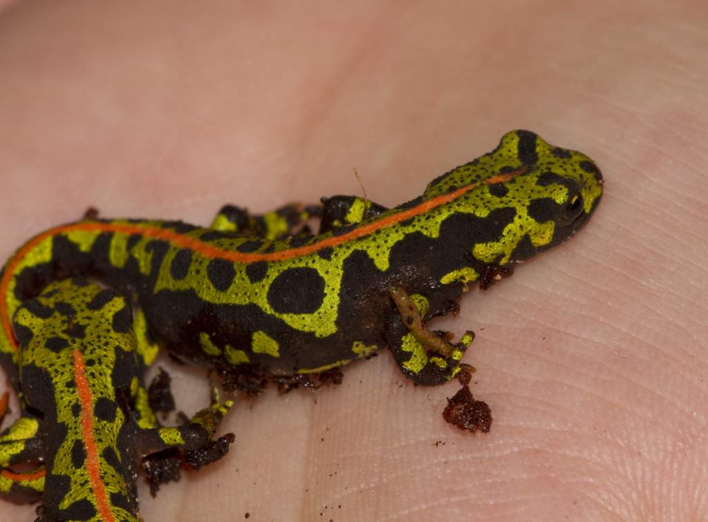 Newts54
