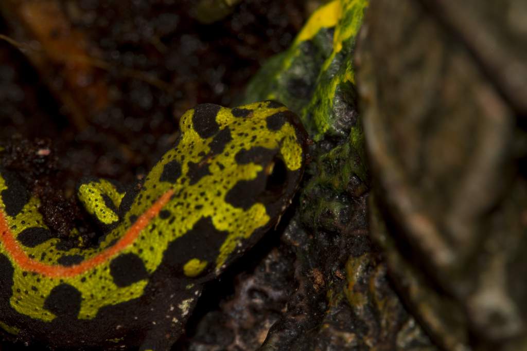 Newts61