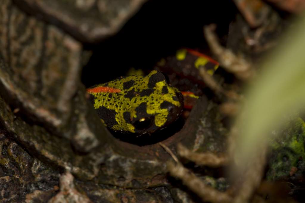 Newts66