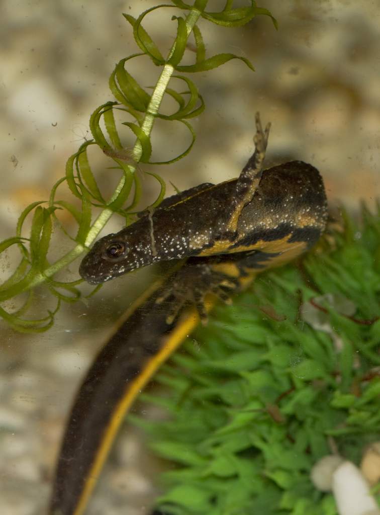 Newts72