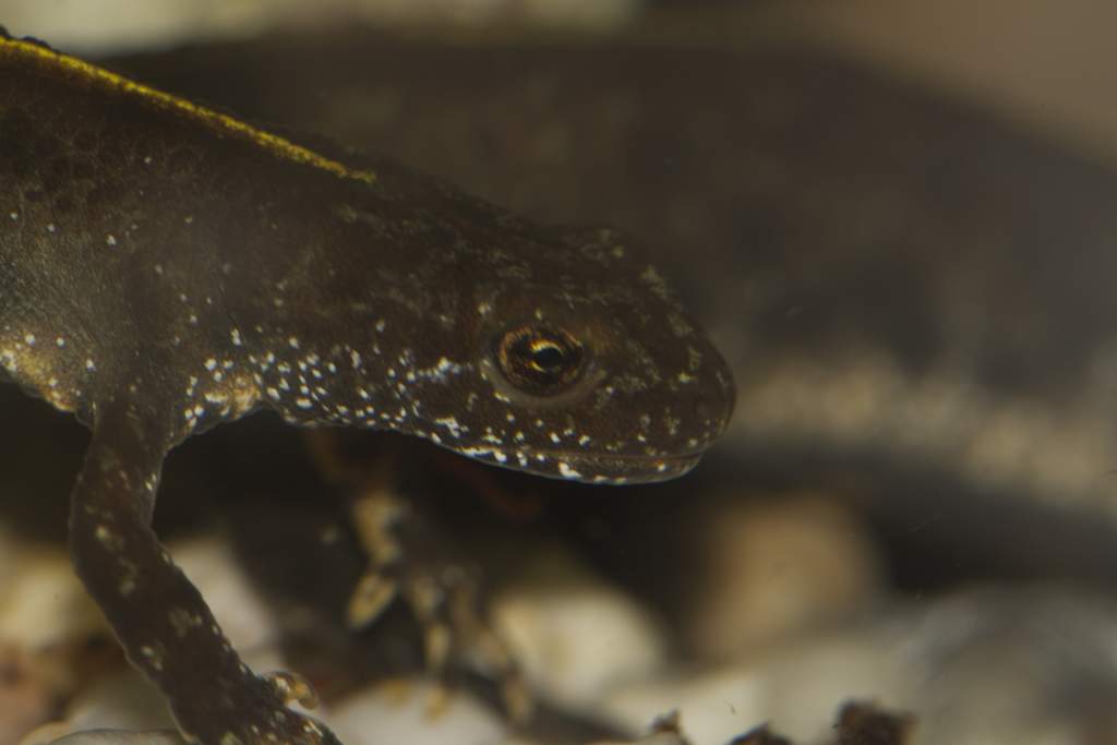 Newts76