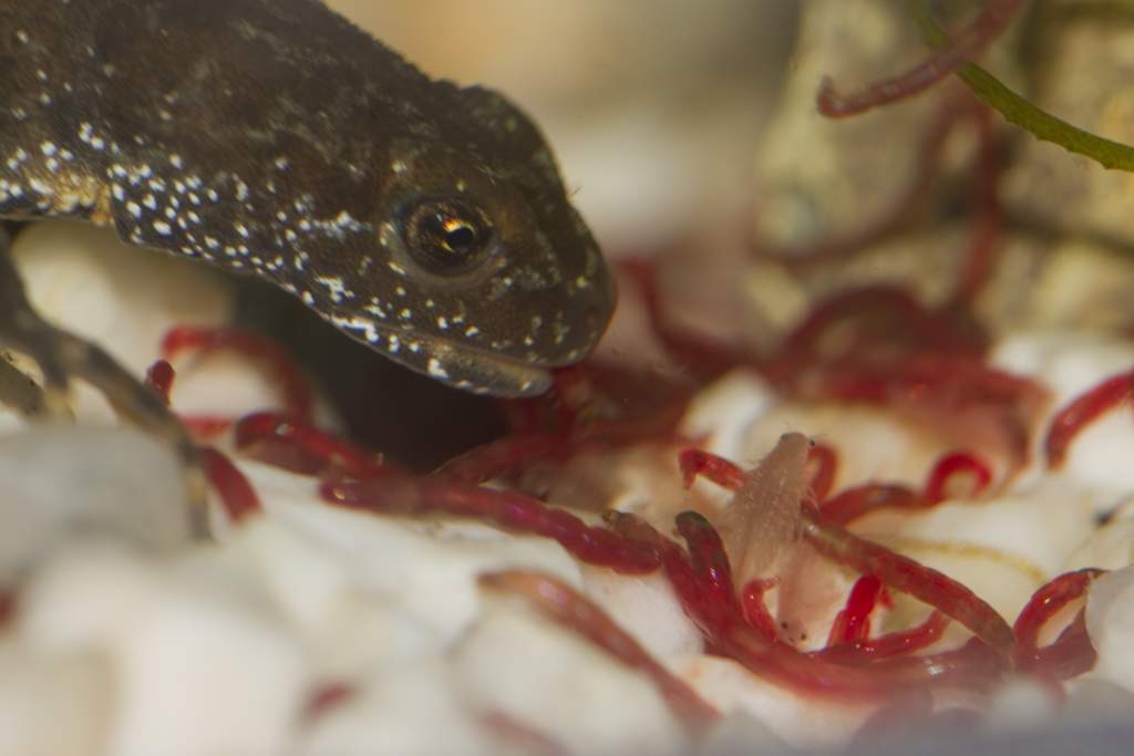 Newts77