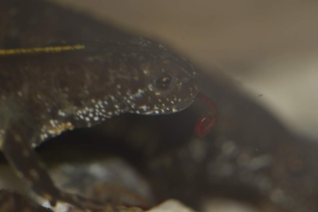 Newts78