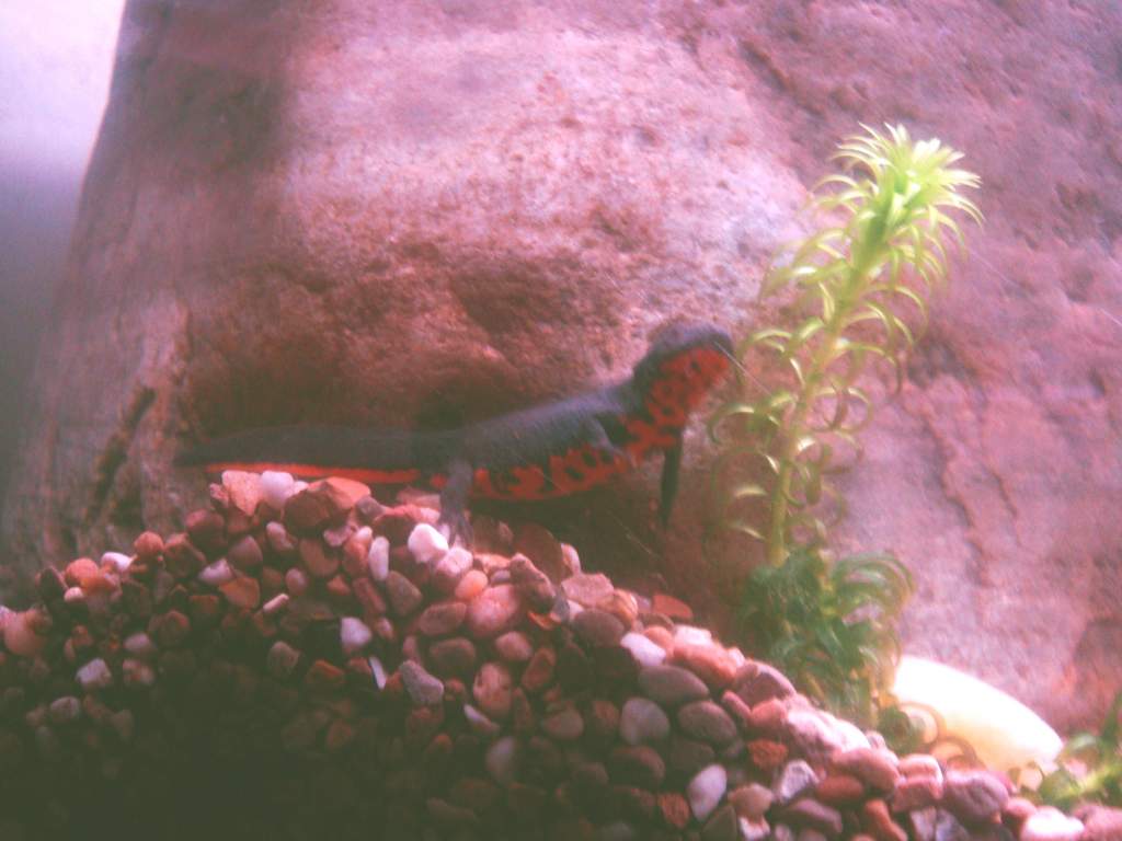 newty - newts partner in  the tank.