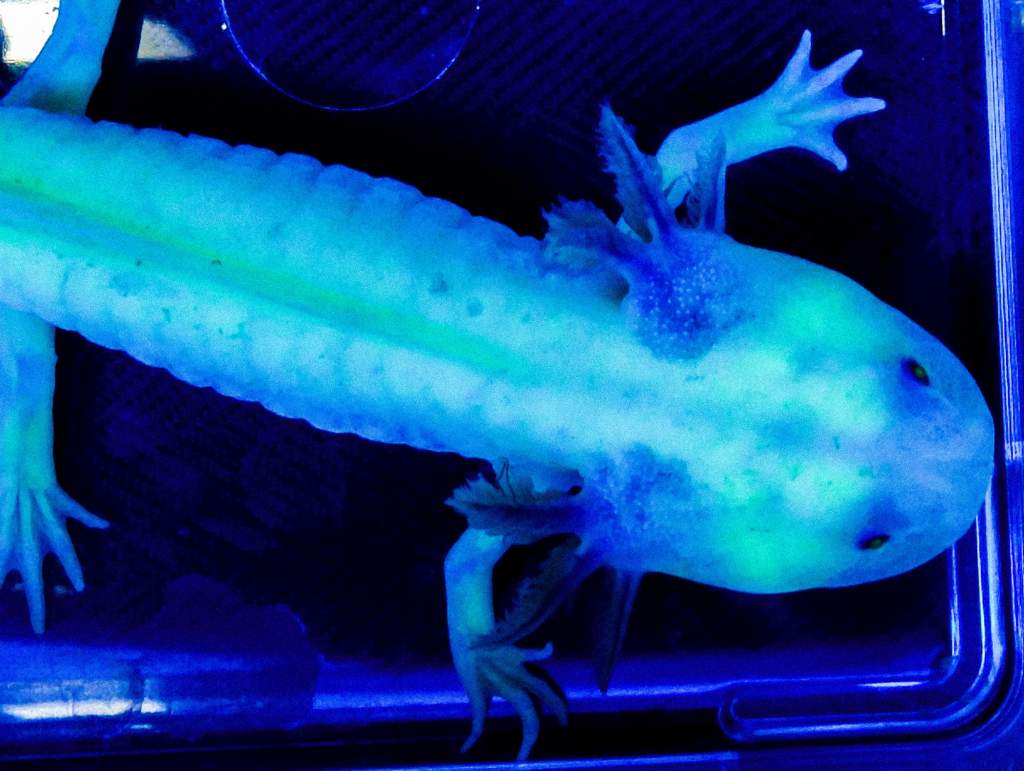 NGFP-AF03 Female NFP/GFP
Lavender or Purple Axolotl

Black Light