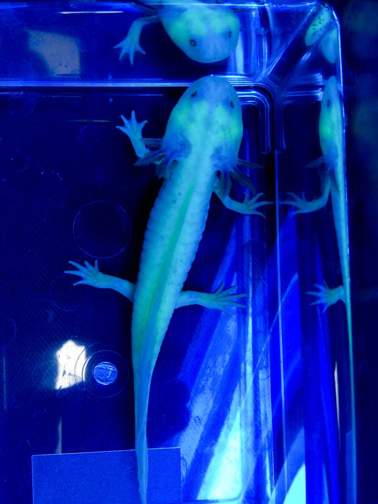 NGFP-AF03 Female NFP/GFP
Lavender or Purple Axolotl

Under Black Light