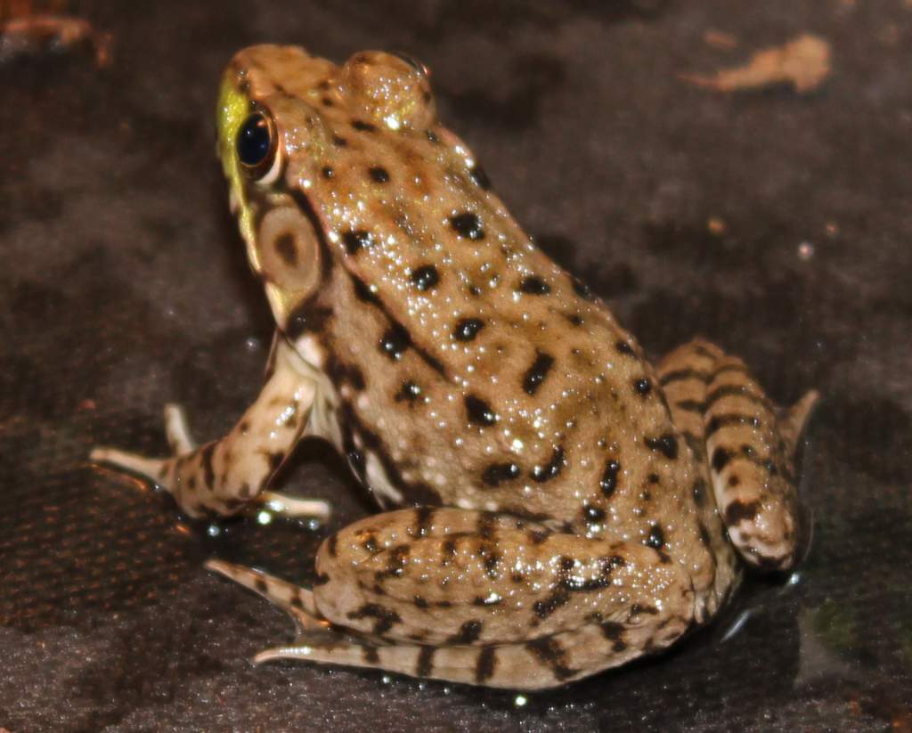 Nice black spots and stripes.