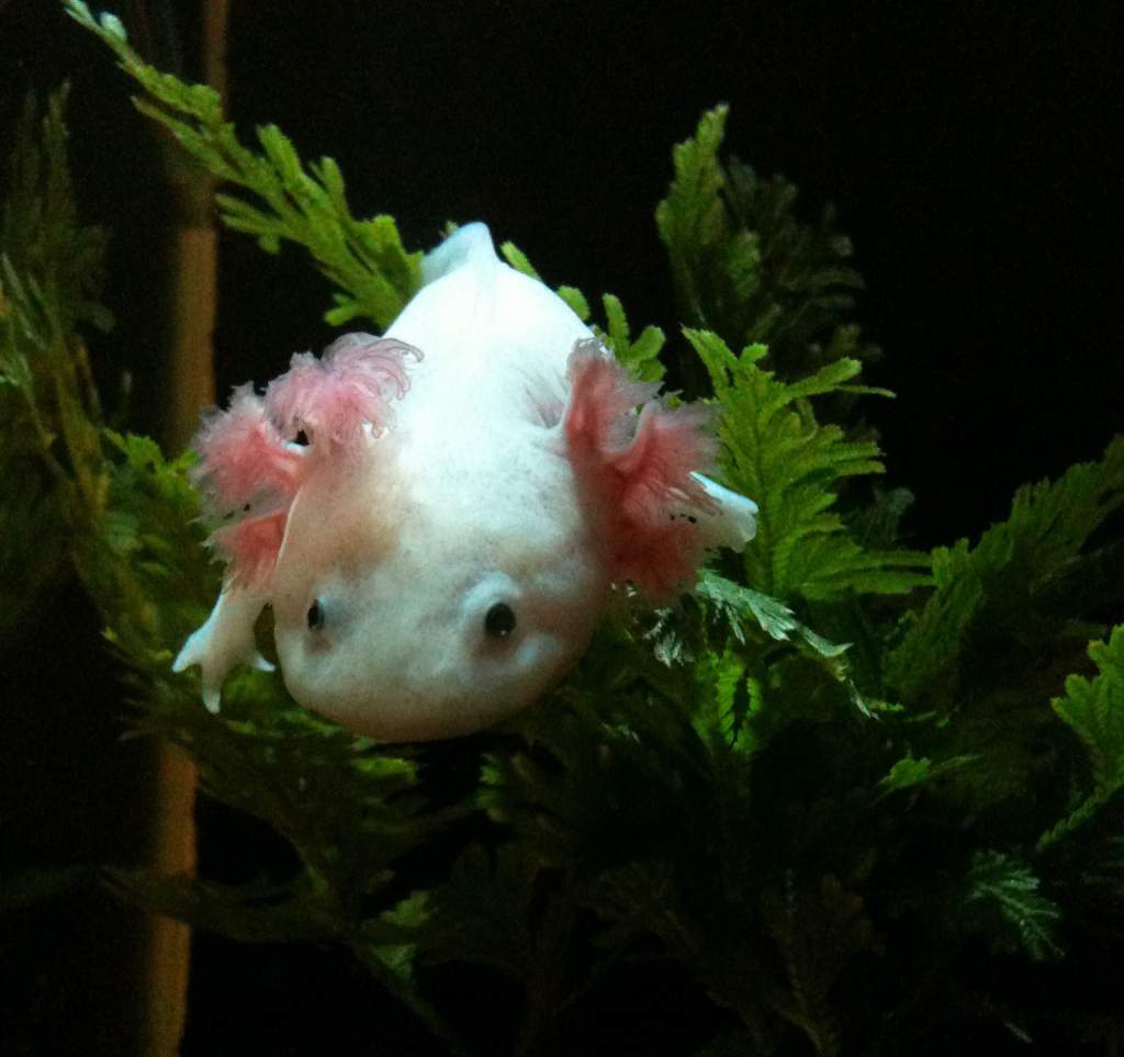 Nicely wedged in a plant