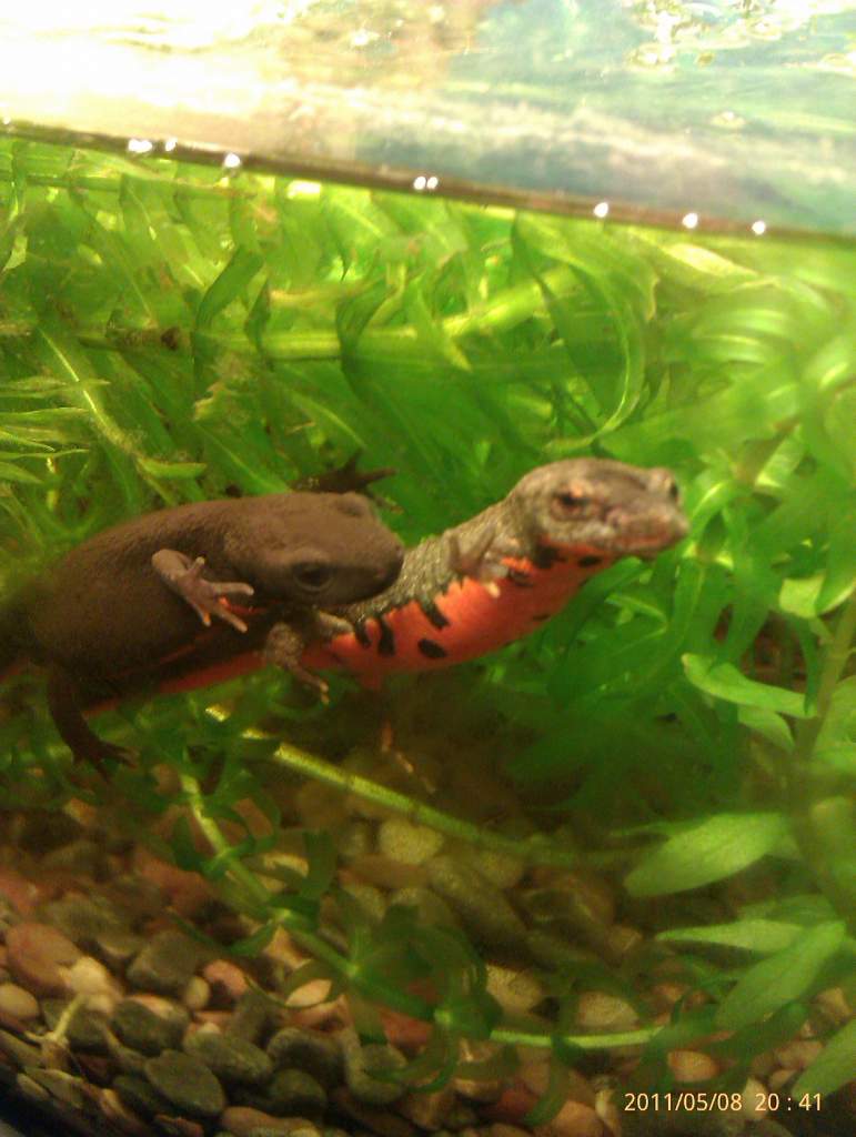 nigel and neil