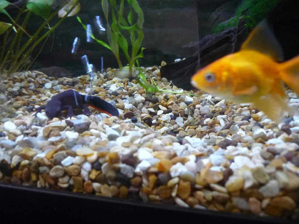 Nigel trying to suss out what and where these air bubbles are coming from. and Bruce Banner the photo bombing goldfish.
