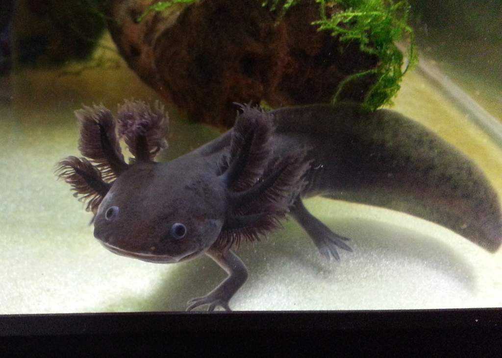 Night Fury, aka Toothless!
Beautiful baby from Margie :-)