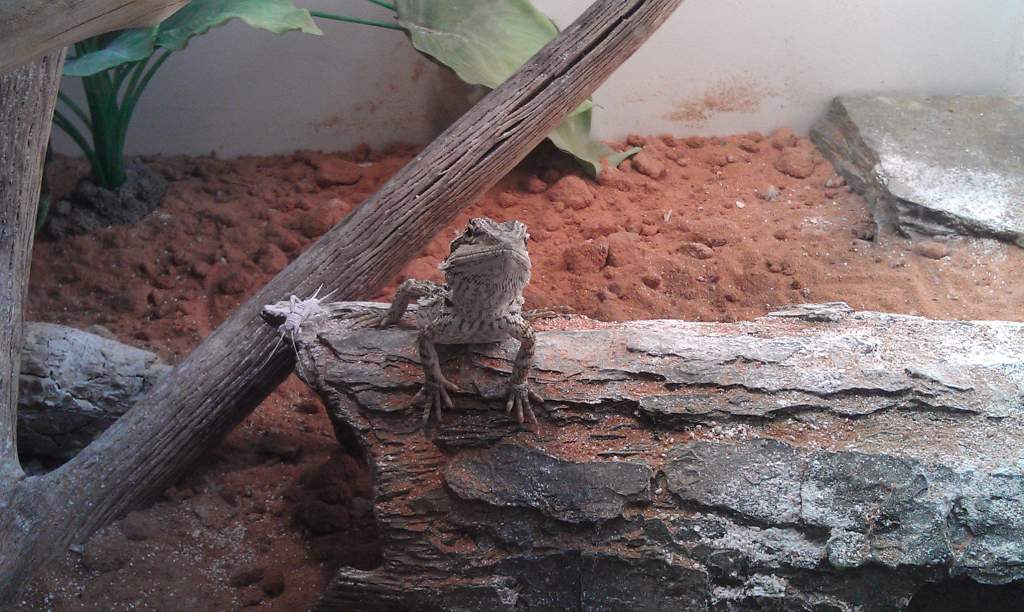 Nimrod

"What? Is there something I'm not seeing??"

(A cricket to his left)