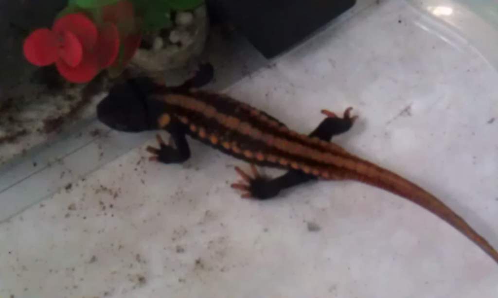 nobbly newt 1