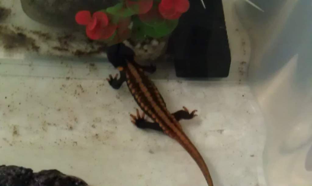 nobbly newt 2