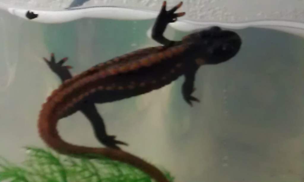 nobbly newt
