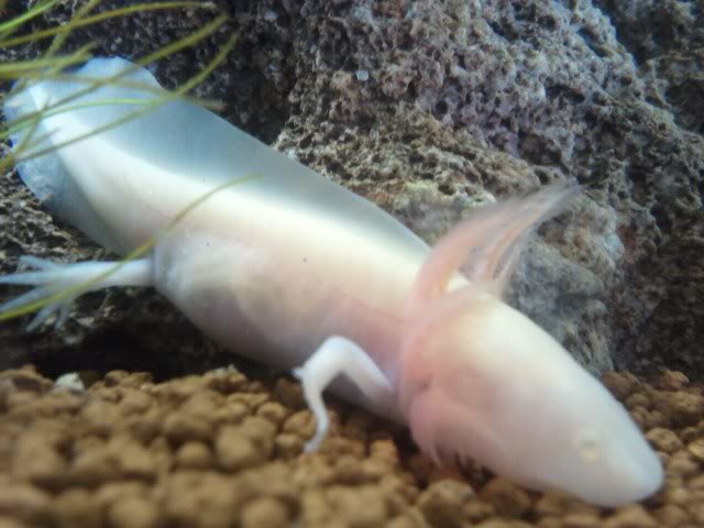 Noel a few days after I first got her