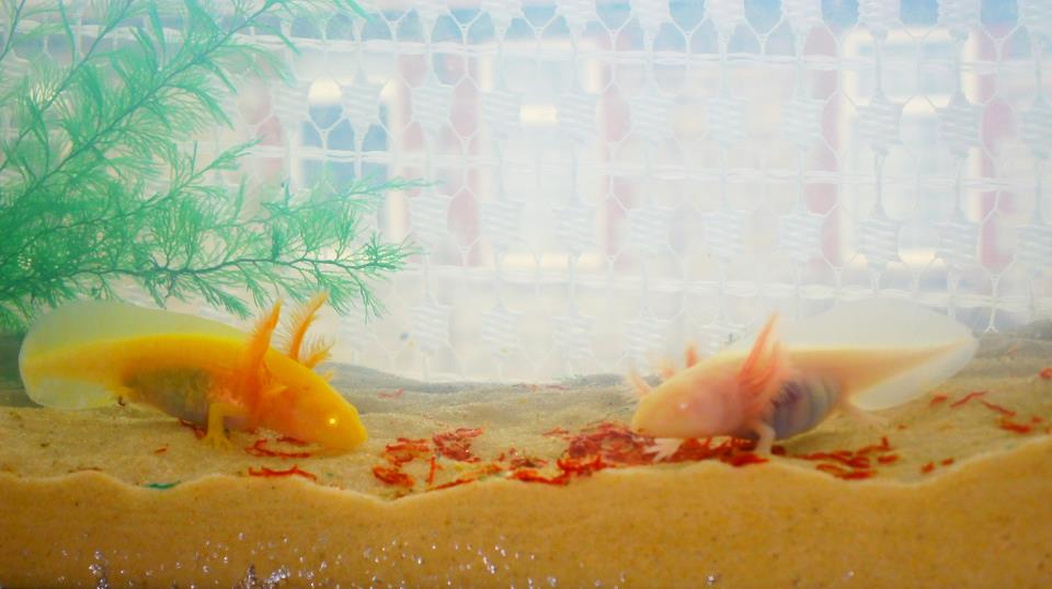 Nom noms, Feb 21, 2012
As of today the babies are aged approx. 2 months, 4 days.
<3 <3 <3