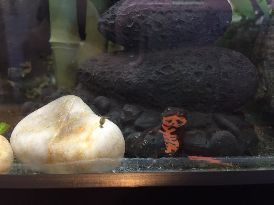 Noot and a snail