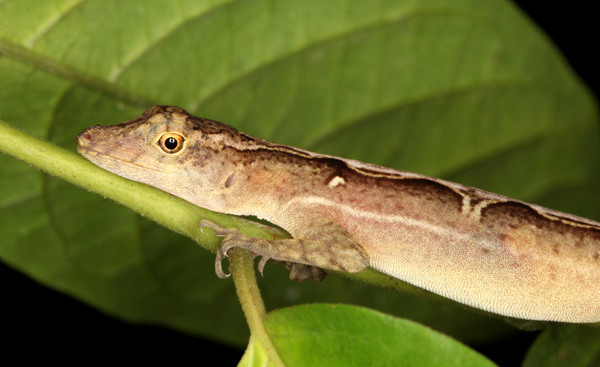 Norops lemurinus - Lemur Anole (best guess)