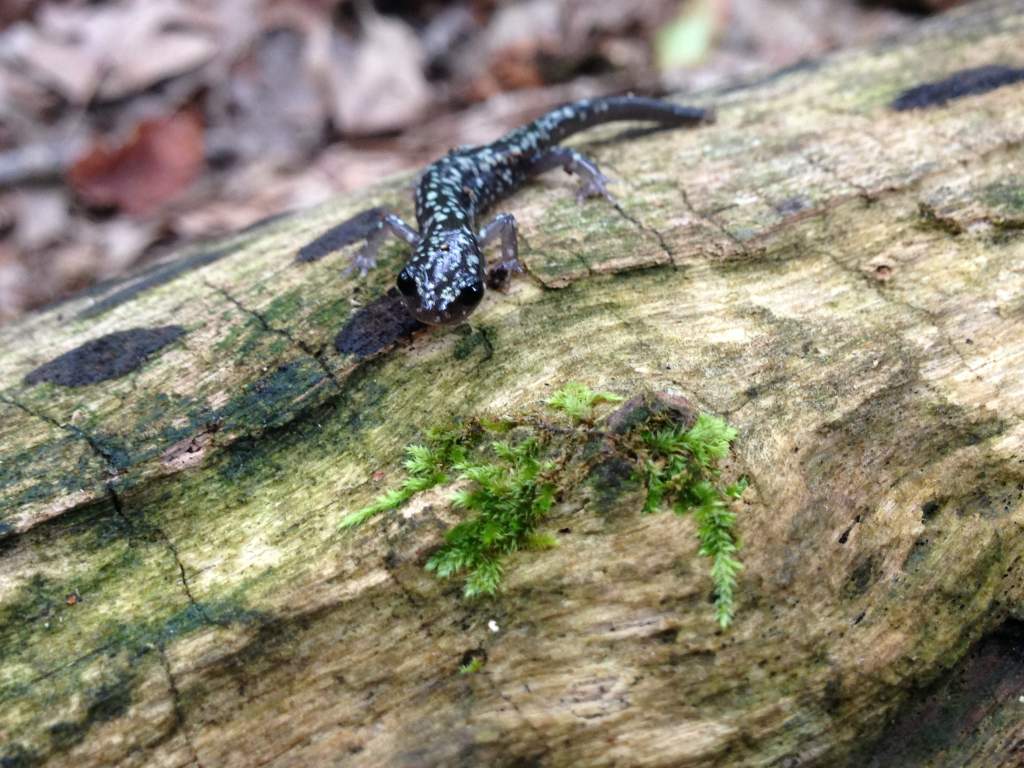 Northern Slimy Salamander (Plethodon glutinosus)