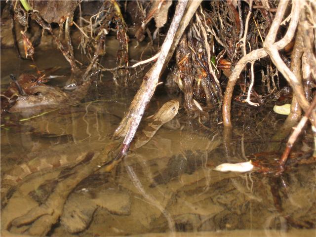 northern water snake: central Indiana
