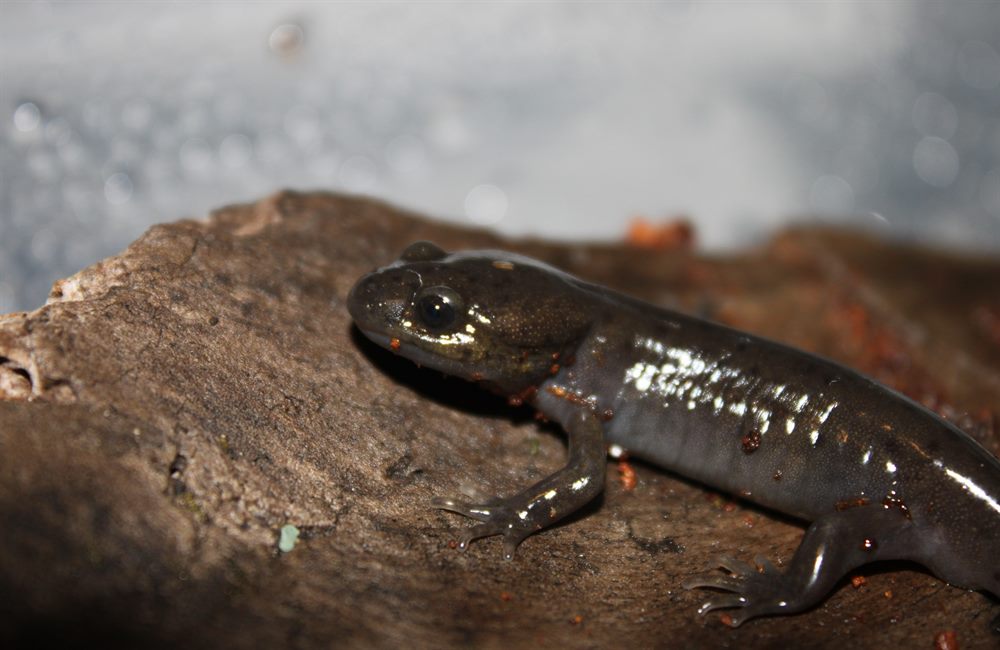 Northwestern salamander close up