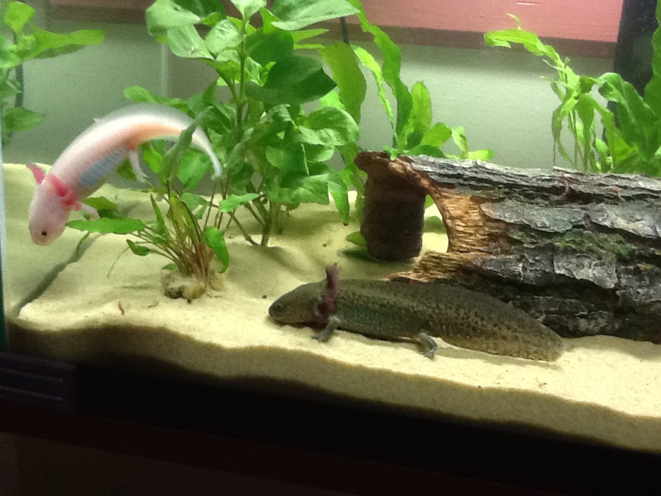 nose dive