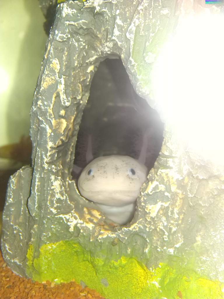 Not a good photo of Ajax but that smile is sooo freakin' cute!!!