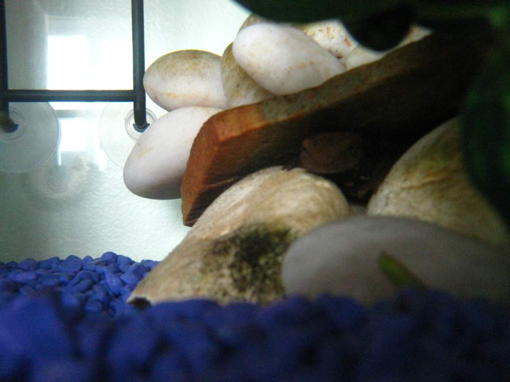 not coming out!